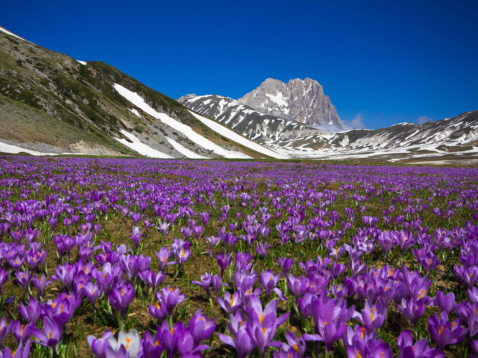 Fioritura di crocus a Campo Imperatore